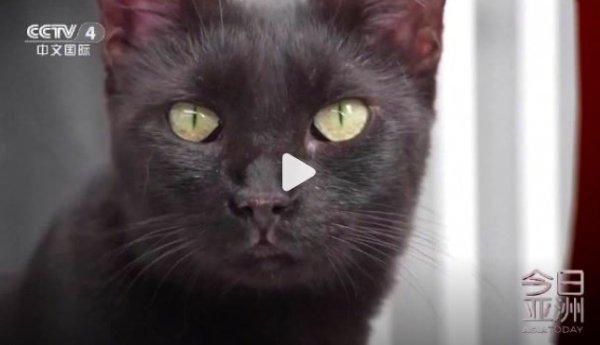 壹资网 上百万只野猫在地中海小岛疯狂繁殖